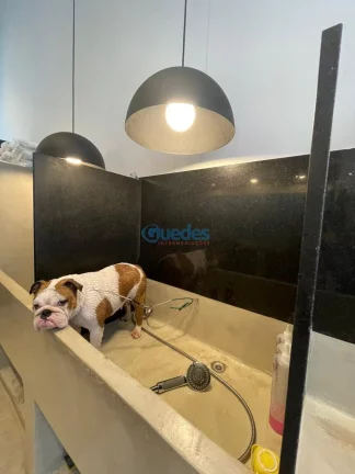 Imagem Pet Shop à venda na Chácara Santo Antônio - São Paulo R$ 480.000
