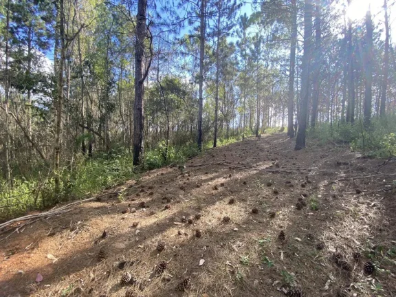 Imagem Terreno à Venda com 97.585,16 m2 na Colônia Rodrigo Silva