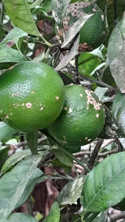 Imagem vende se chácara em Mogi das Cruzes