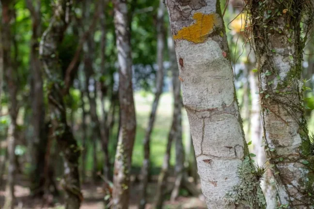 Imagem Terreno em Camboriú - Rio do Meio