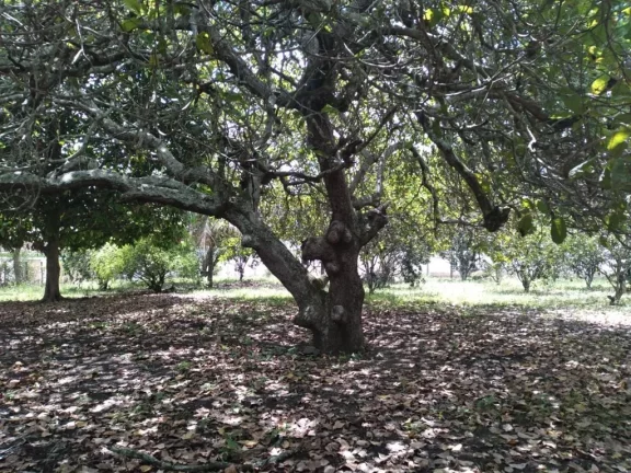 Imagem Terreno de 2.800m² à venda, localizado em Chã de Onça, Paudalho - Pernambuco.