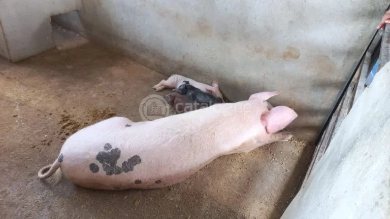 Imagem Fazenda à venda em Jandaíra - 300 hectares com alto potencial produtivo