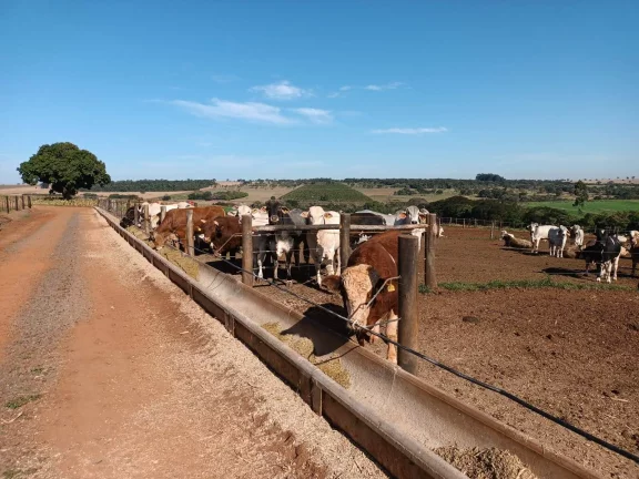 Imagem FAZENDA AVARÉ-SP