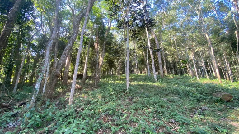 Imagem Terreno à venda em Garopaba-SC, bairro Ressacada, com 172.989,94 m² de área! Venha conferir!