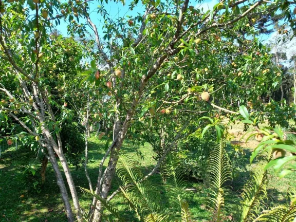 Imagem Chácara para Venda em Quitandinha, Zona Rural