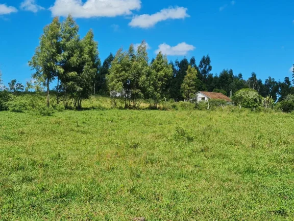 Imagem Vendo em Araruama fazenda 52 alqueires E 350 cabeças de gados.