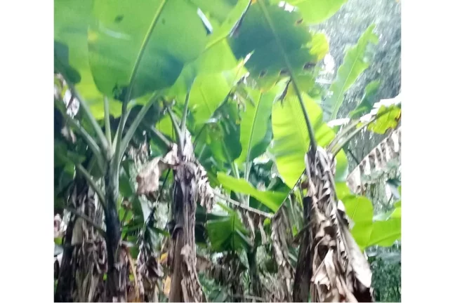 Imagem CLBG 120 Lote 612511062-6 - Fazenda à venda no bairro Riozinho - Riozinho/RS
