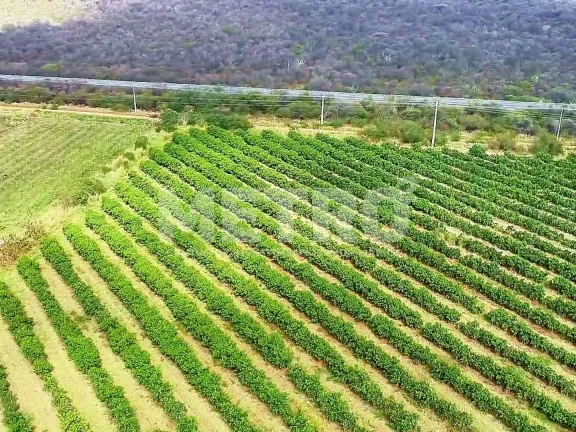 Imagem Fazenda produtiva de mangas à venda com 12,5 ha, PETROLINA - PE