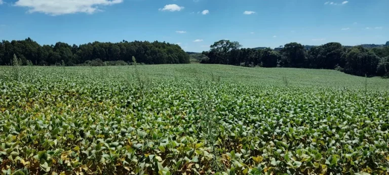 Imagem TERRENO RURAL em CAMPO BELO DO SUL - SC, Área Rural