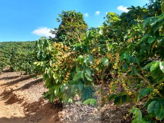 Imagem Sítio com 22.000 pés de café em Jacuí - Minas Gerais - 4 alqueires.