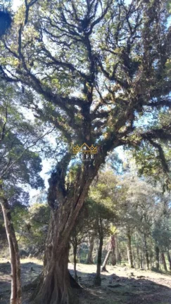 Imagem Chácara - Sítio com 1 Dormitorio(s) localizado(a) no bairro Ribeirão em São Francisco de Paula / RIO GRANDE DO SUL Ref.:1535