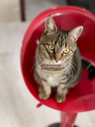 Imagem Sobrado com 3 dormitórios à venda por R$ 1.750.000,00 - Jardim Paulista - Atibaia/SP