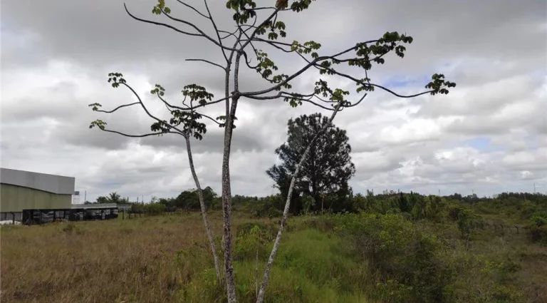 Imagem Terreno à Venda, 17.000 m² em Centro - Camaçari