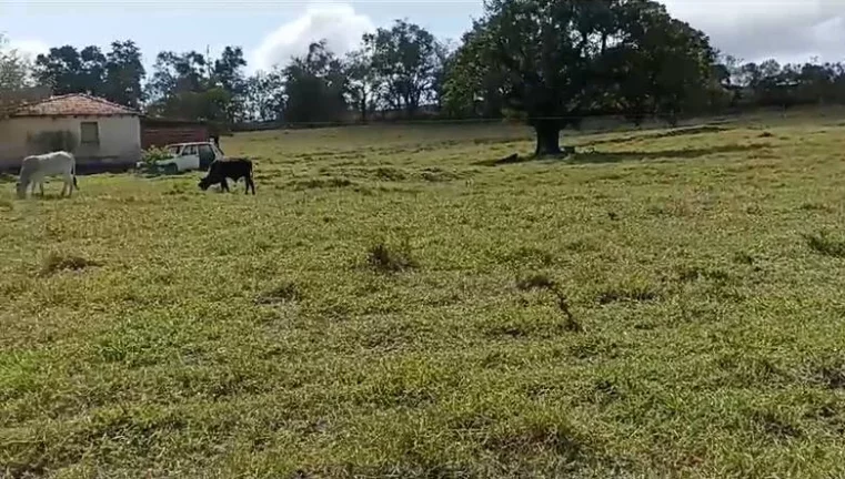 Imagem Sitio com água abundante - OPORTUNIDADE no Interior de São Paulo