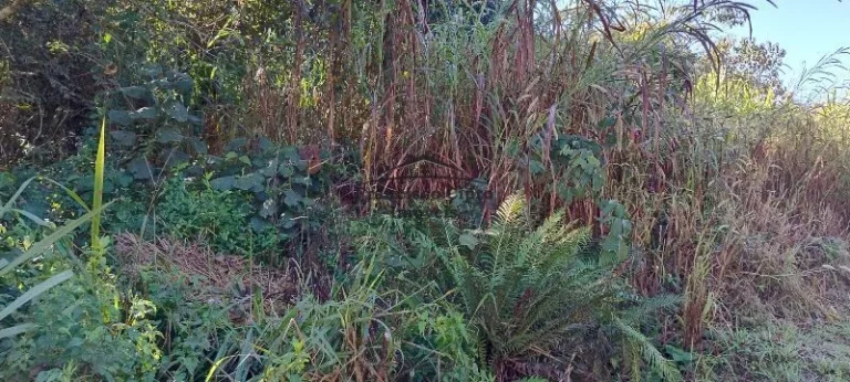 Imagem Terreno à venda no bairro Cedro - Cunha/SP