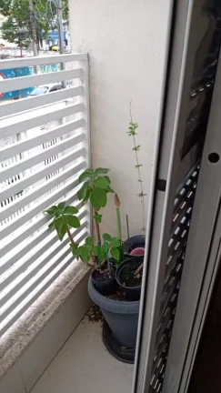 Imagem Apartamento sem Condomínio para Venda em Santo André / SP no bairro Vila Camilópolis