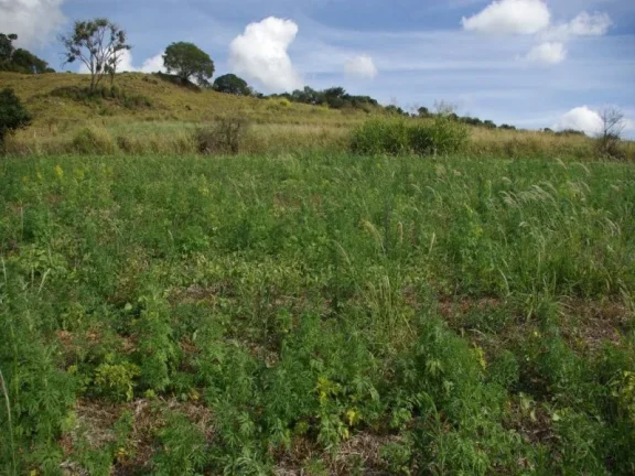 Imagem SÍTIO À VENDA 43,56 HECTARES R$ 1.900.000 - ZONA RURAL - JACUI/MG