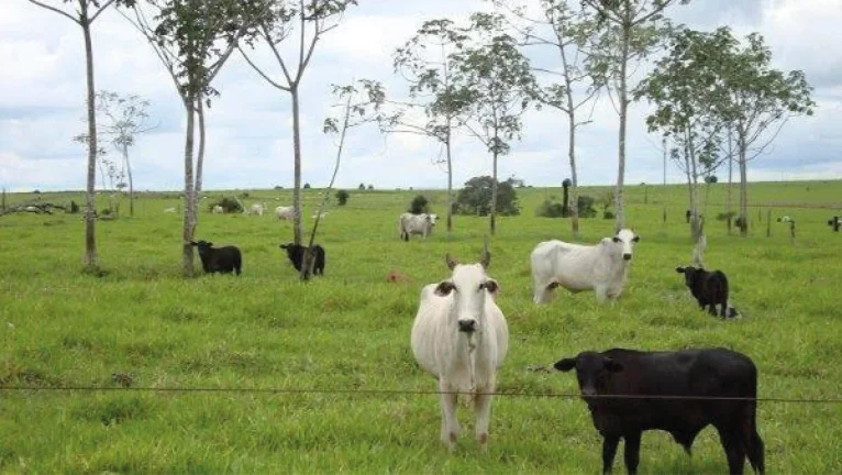 Fazenda em Mato Grosso - 103.000hec