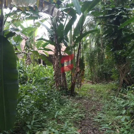 Imagem CHÁCARA com 2 dormitórios à venda com 16000m² por R$ 375.000,00 no bairro Rio do Nunes - ANTONINA / PR