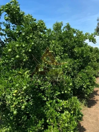 Imagem Fazenda - Patrocínio Paulista - Patrocínio Paulista