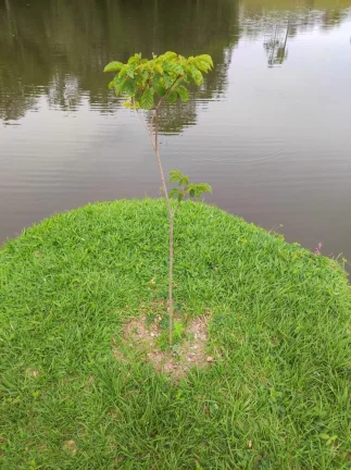 Imagem Lote/Terreno à Venda, 970 m² - Condominio Village Araçoiaba/SP
