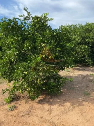 Imagem Fazenda - Patrocínio Paulista - Patrocínio Paulista