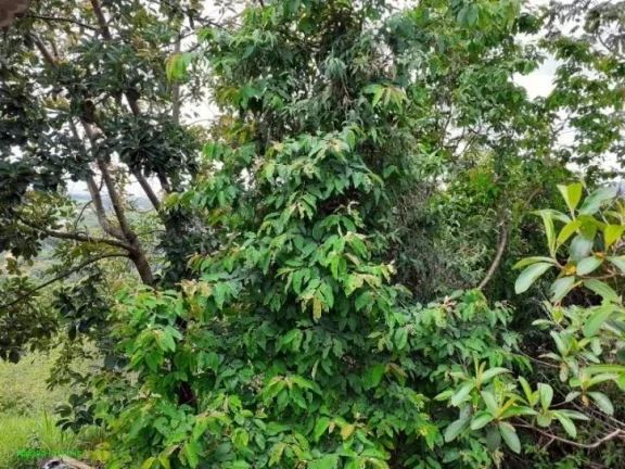 Imagem Sítio localizado na entrada do condomínio Village Juatuba, com casa , pomar, galpão.
Vista maravi...