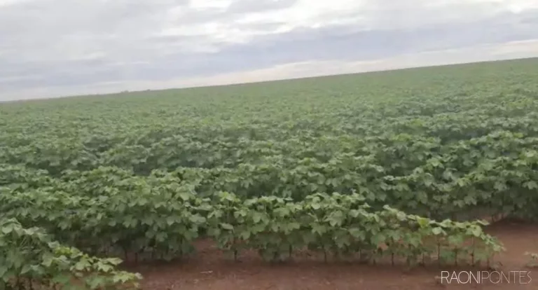 Imagem Fazenda à Venda, 34.060.000 m² em Zona Rural - Novo São Joaquim