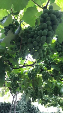 Casa térrea para venda e locação com Energia Solar e Piscina no Bairro Duque de