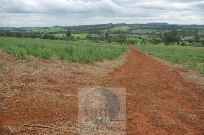 Imagem Fazenda em Cajuru 65,2254 alqueires com 35 alqueires em cana - a 78 km de Ribeirão Preto - SP sentido Casa Branca