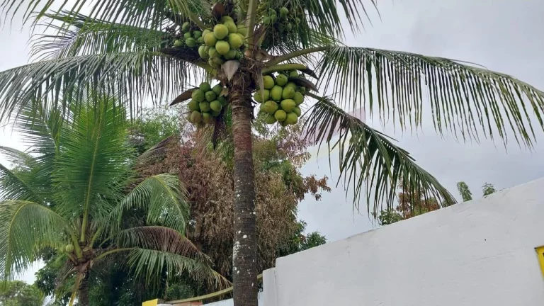 Imagem Sítio à venda