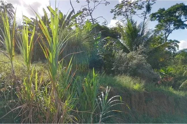 Imagem Terreno à Venda em Guaratiba