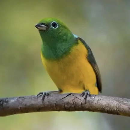 Imagem RESERVAS DO ESCONDIDO - MATA ATLÂNTICA