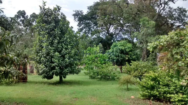 Imagem Chácara