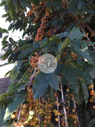Imagem Fazenda de Café à Venda na Região do Alto Paranaíba - Minas Gerais