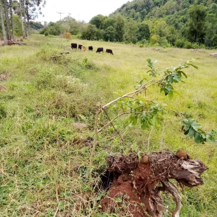 Imagem Chácaras para Camping Lazer em Condomínio Linha Tiradentes Pinhalzinho SC