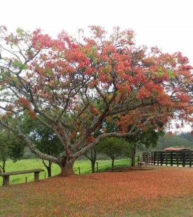 Imagem Sítio Encantador em Itapetininga - SP!