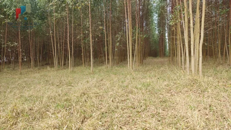 Imagem Sítio região Itapetininga SP