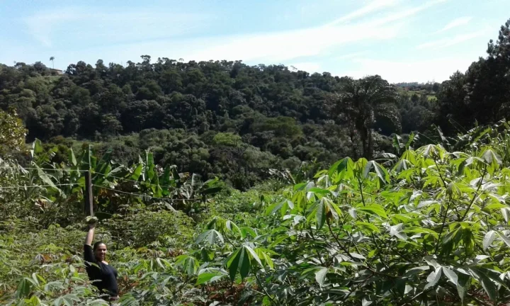 Imagem CHÁCARA FRUTÍFERA COM 1.400 M2 A VENDA NO BAIRRO BOA VISTA DO SILVA - BRAGANÇA PAULISTA