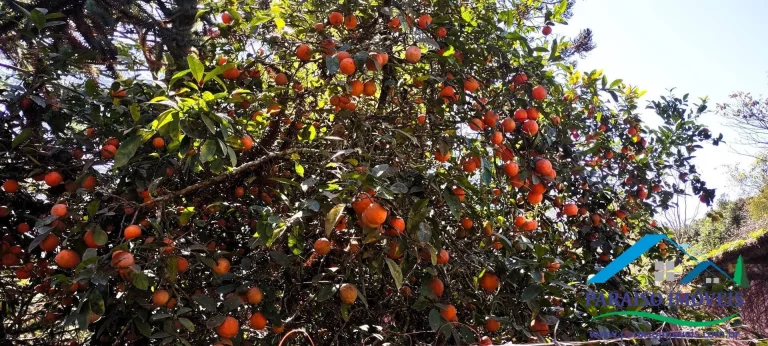 Imagem Chácara em Gonçalves: Tranquilidade e contato com a natureza!
