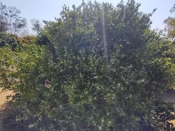 Imagem Chácara com 3 dormitórios à venda, 10 m² por R$ 1.200.000,00 - Taiacupeba - Mogi das Cruzes/SP