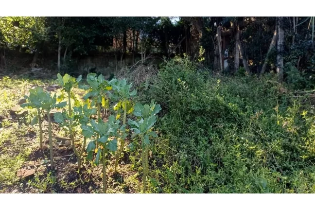 Imagem AHDACB 1301 612531061-12 - Fazenda à venda no bairro Aparecida - Alvorada/RS