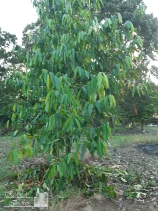Imagem TERRENO A VENDA NO CENTRO