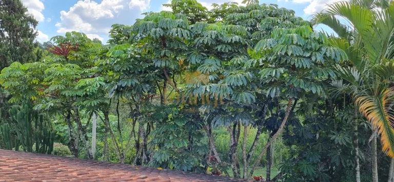 Imagem Chácara a Venda Valor Abaixo do Mercado-Araçoiaba da Serra