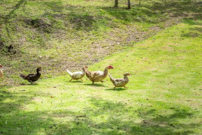 Imagem Terreno em Camboriú - Rio do Meio