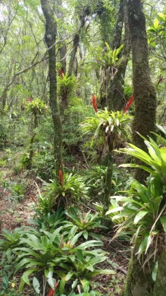 Imagem Terreno à Venda, 30.000 m2, Santa Rosa de Lima/SC