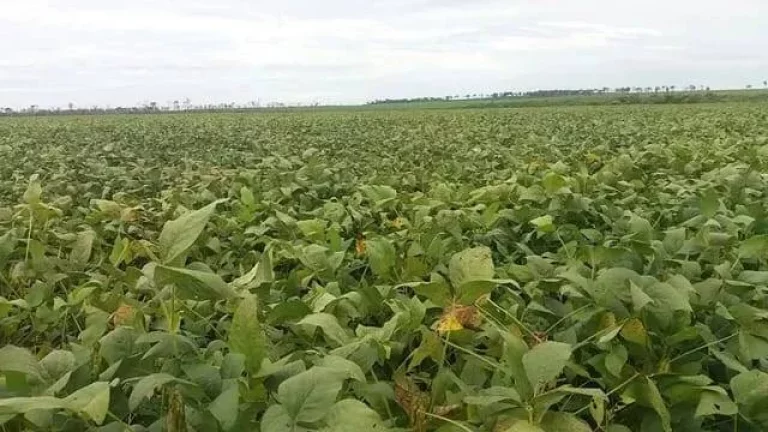 Vendo esta fazenda em Santiago do Norte. Mato Grosso.