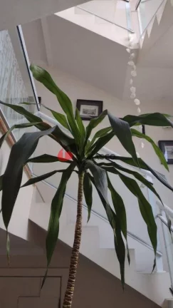 Imagem Sobrado à venda 4 Quartos, 2 Suites, 4 Vagas, 430M², Jardim São Caetano, São Caetano do Sul - SP