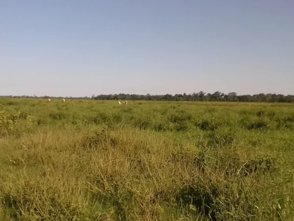 Imagem FAZENDA RURAL em LINHARES - ES, ÁREA RURAL DE LINHARES