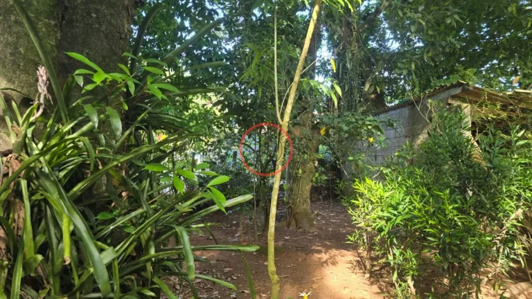Imagem TERRENO DE 1094 MT2 NA MAQUINHA, COM CASA CAIÇARA E VARIAS ARVORES FRUTIFERAS , PROXIMO DE TODA A INFRA-EXTRUTURA DE BOIÇUCANGA,